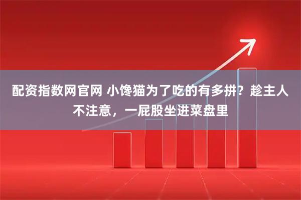 配资指数网官网 小馋猫为了吃的有多拼？趁主人不注意，一屁股坐进菜盘里